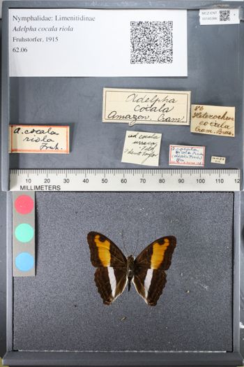 Media type: image;   Entomology 145386